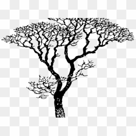 Dogwood Tree Drawing - Dogwood Tree Silhouette, HD Png Download - dogwood png