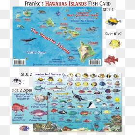 Hawaiian Reef Fish, HD Png Download - hawaiian islands png