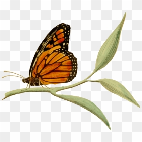 Monarch Butterfly 2 Clip Arts - Clip Art Images Of Monarch Butterflies, HD Png Download - monarch png