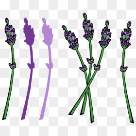 French Lavender, HD Png Download - lavender flowers png