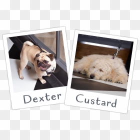 Dexter And Custard - Labradoodle, HD Png Download - dogwood png