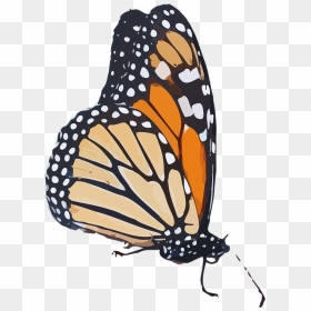 Monarch Butterfly Clipart Transparent Background - Monarch Butterfly Transparent Background, HD Png Download - monarch png