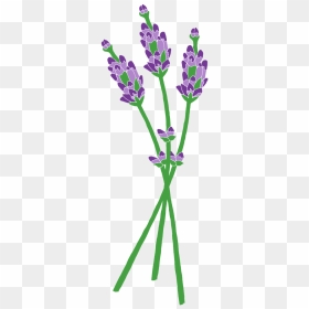 Clip Art, HD Png Download - lavender flowers png