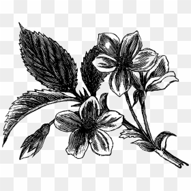 Artes Visuales De Flores, HD Png Download - dogwood png