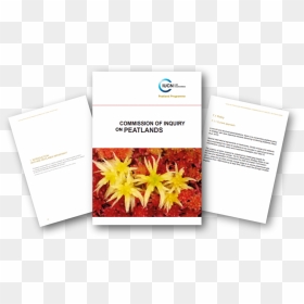Document, HD Png Download - fire ember particles png