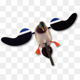 Transparent Mallard Duck Png - Mallard, Png Download - baby duck png