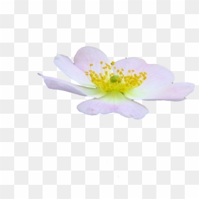 Cute Flower Png By Spooky Dream-d47jhc0 - Rosa Rubiginosa, Transparent Png - cute flower png