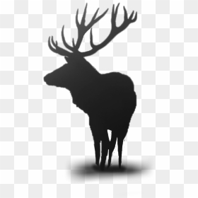 #deer #horns #horn #animals #animallover #png #dailyremixchallenge - Elk Phone Background, Transparent Png - deer horns png