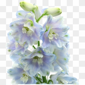 Bouquet, HD Png Download - lavender flowers png