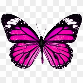 Monarch Butterfly High Resolution , Png Download - Pink Butterfly Clipart, Transparent Png - monarch png