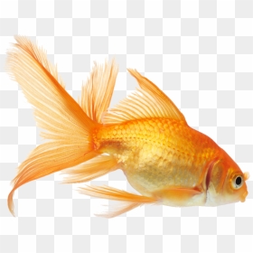 Aquarium Golden Fish Png, Transparent Png - rouge png