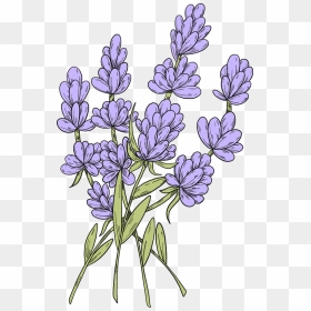 Lavender Clipart - Gilliflower, HD Png Download - lavender flowers png