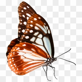 Cartoon Monarch Butterfly 22, Buy Clip Art - Monarch Butterfly, HD Png Download - monarch png