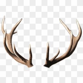 #horns #horn #deer #рога #рог #олень #оленьи - Deer, HD Png Download - deer horns png