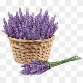 Ftestickers Basket Flowers Lavender - Lavender Basket, HD Png Download - lavender flowers png