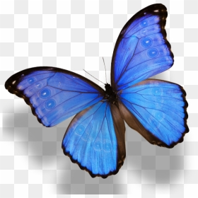 Butterfly Monarch Amathonte Menelaus Morpho Png Image - Morpho Butterfly Png, Transparent Png - monarch png