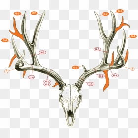 Fj-muledeerdrawing - Count Points On A Deer, HD Png Download - deer horns png