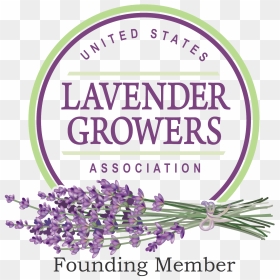 Us Lavender Growers Founding - Lavender Growers Association, HD Png Download - lavender flowers png