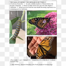 Monet Is The First Idaho Monarch In My Study To Be - Monarch Butterfly, HD Png Download - monarch png