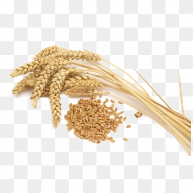 Wheat Png File - Wheat Png, Transparent Png - grains png