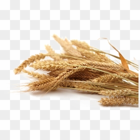 Grain Png Transparent Picture - Whole Wheat Grain Png, Png Download - grains png