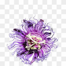 Passion Flowers Png - Passion Flower Png, Transparent Png - cute flower png
