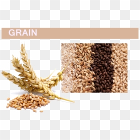 Grain Png Pic - Flour Made Out, Transparent Png - grains png