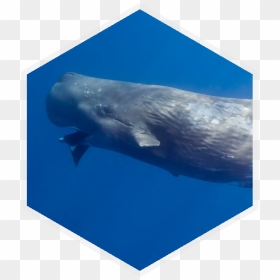 Cephalopod , Png Download - Sperm Whale, Transparent Png - sperm whale png