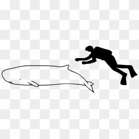 Pygmy Sperm Whale Size, HD Png Download - sperm whale png