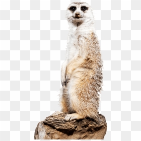 Thumb Image - Meerkat Png, Transparent Png - meerkat png
