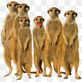 Transparent Meerkat Png, Png Download - meerkat png