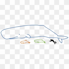 Sperm Whales Size - Dolphin, HD Png Download - sperm whale png