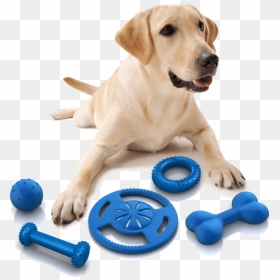 Dog Toys Png - Dog Toy Png, Transparent Png - dog toys png
