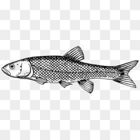 Clipart Black And White Milk Fish, HD Png Download - fish scales png