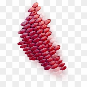 Bead, HD Png Download - fish scales png
