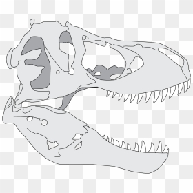 Drawn Dinosaur Skull - Tyrannosaurus Rex Skull Drawing, HD Png Download - dinosaur skull png