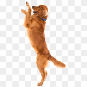 Dog Toys Pet Shop Flirt Pole - Golden Retriever On Hind Legs, HD Png Download - dog toys png
