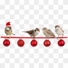 Peacham Corner Guild Annual Christmas Show - Christmas Sparrows, HD Png Download - christmas corner png
