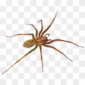 Hr Spiders - Araignée Poilu, HD Png Download - transparent spider png