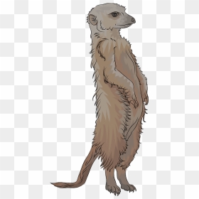 Meerkat Clipart - Punxsutawney Phil, HD Png Download - meerkat png