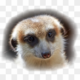 Meerkat With Speecu Bubbles Making False Statement - Png Download Transparent Png Meerkat Png, Png Download - meerkat png