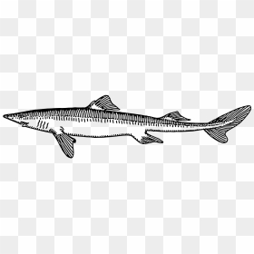 Dog Fish Black And White, HD Png Download - fish scales png