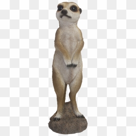 Meerkat, HD Png Download - meerkat png