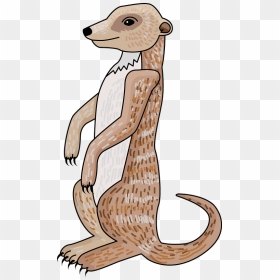 Meerkat Clipart - Illustration, HD Png Download - meerkat png