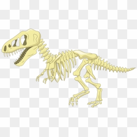 Dinosaur Bones Fossils Png File Download Free - Tyrannosaurus, Transparent Png - dinosaur skull png