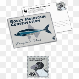 Pacific Sturgeon, HD Png Download - postcard stamp png