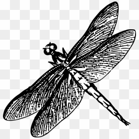 Dragonfly Poster Black And White, HD Png Download - dragonfly silhouette png
