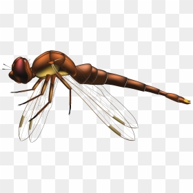 Dragonfly Brown Png Clip Art - Dragonfly Png, Transparent Png - dragonfly silhouette png