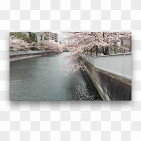 Cherry Blossom, HD Png Download - cherry blossom emoji png