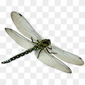 Dragonfly Png Image Free Download - Dragonfly Png, Transparent Png - vhv